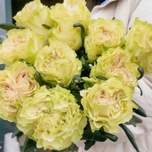 琉璃翠(5扎起拍)