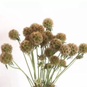 风车果
