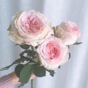 粉荔枝