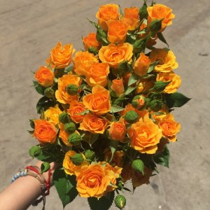枫糖泡泡