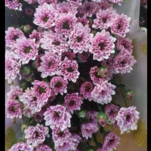 小菊柔情
