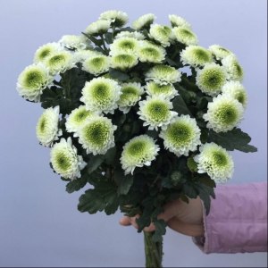 小菊白扣
