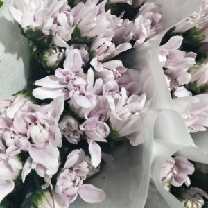 小菊杜鹃粉