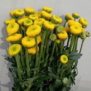 小菊柠檬黄