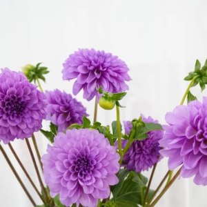 大丽花紫色
