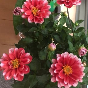 大丽花双色