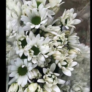 小菊瑞白