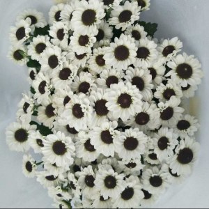 小菊阴阳白