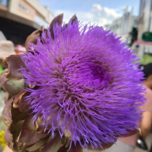 霸王花