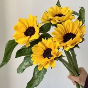 迷你向日葵(5支)