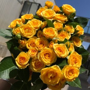多头梦幻芭比