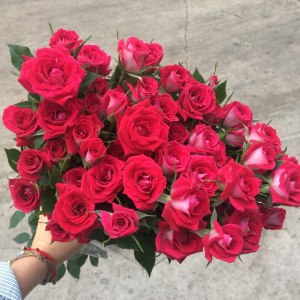 红多头玫
