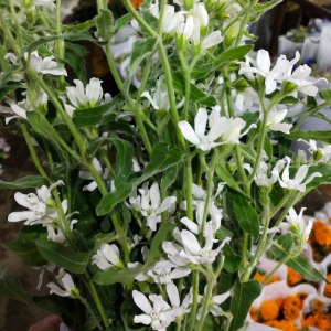 蓝星花··白色