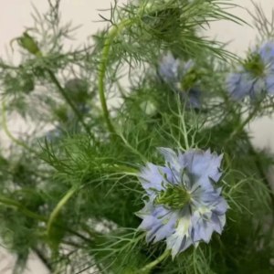 黑种草--蓝色