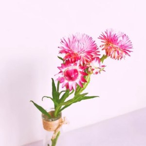 麦秆菊粉色