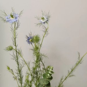 黑种草--蓝色