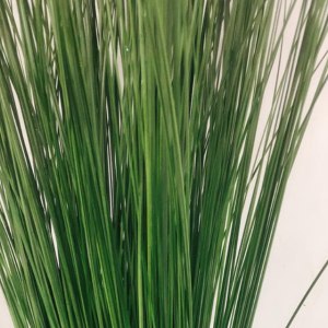 刚草