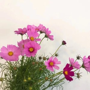随机单色-格桑花