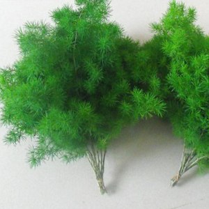 蓬莱松