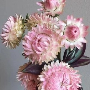 麦秆菊浅粉
