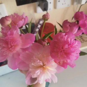 重瓣粉芍药