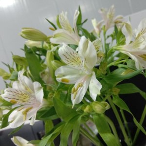 水仙百合-浅粉色