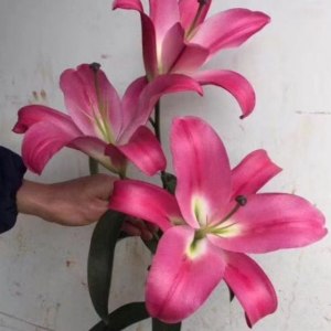 普拉芬多一头
