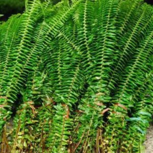 排草
