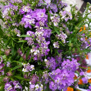 峰室花··紫