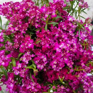 峰室花··红