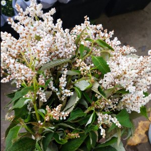 繁星花