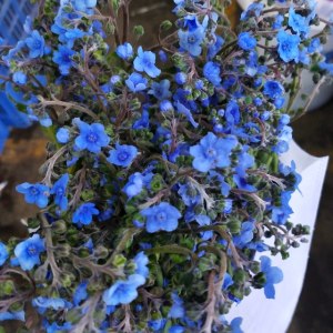 琉璃草