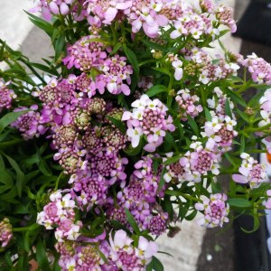 峰室花··粉