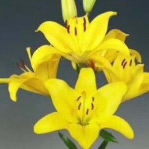 黄钻石三头