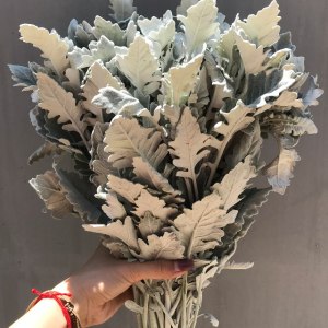 银叶菊
