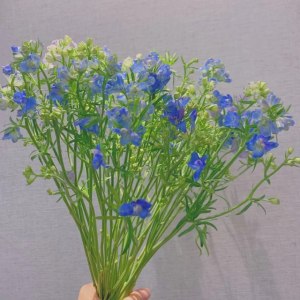 小飞燕-蓝色