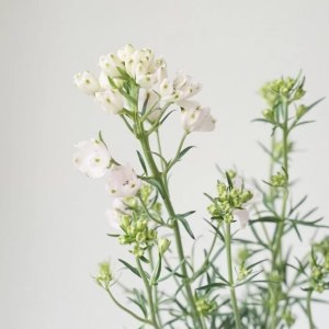 小飞燕-粉色
