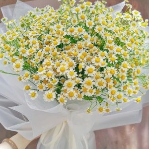 洋甘菊