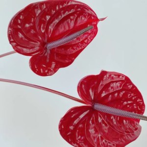 红掌
