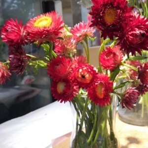 麦秆菊--深红色