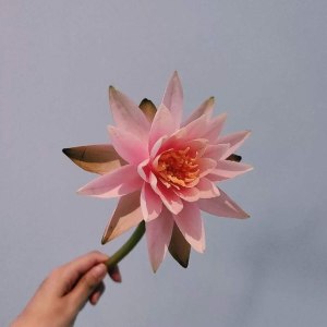 睡莲香槟色