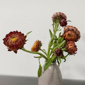 麦秆菊浅咖