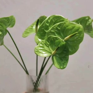 绿掌