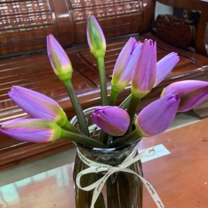 睡莲紫色