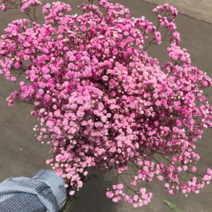吸色粉千万星