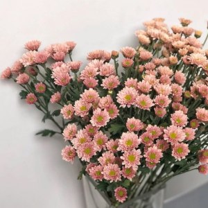 小菊桔星