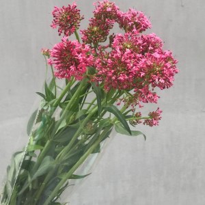 鹿子草-粉色