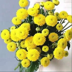 小菊迷你黄