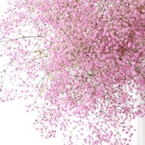 吸色粉伊洛斯