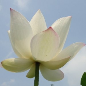 荷花白色